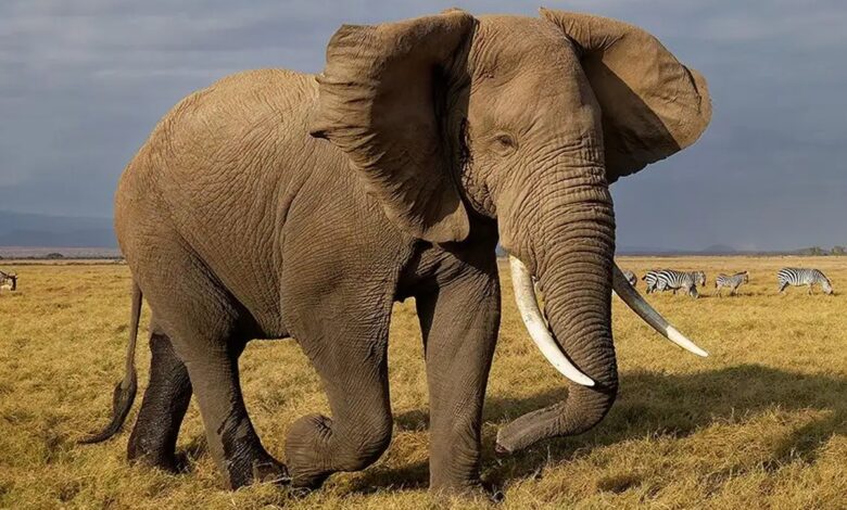 Andhra Pradesh govt requests elephants from Karnataka