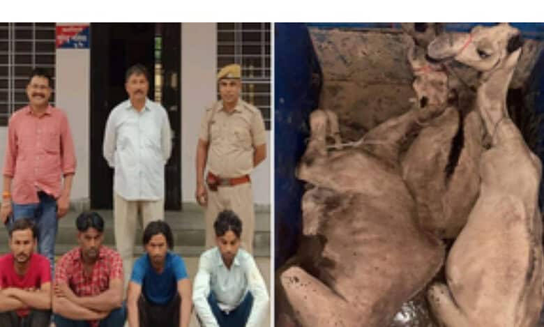 smuggling camels