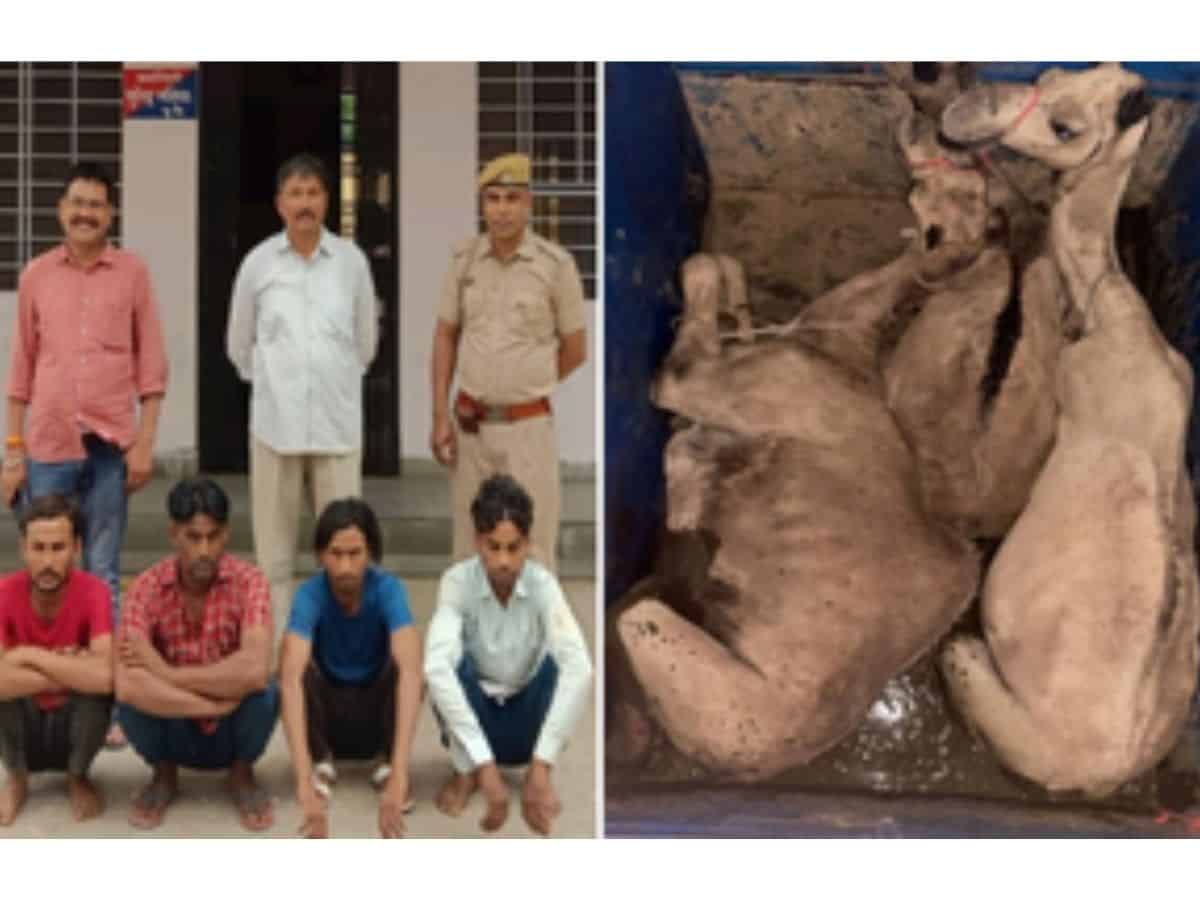 smuggling camels
