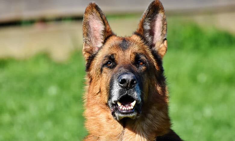 Hyderabad police prepare detection kits, deploy sniffer dogs to prevent drug abuse