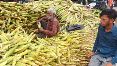 Maize, Hyderabad's favourite bhutta, arrives from Karnataka, Maha