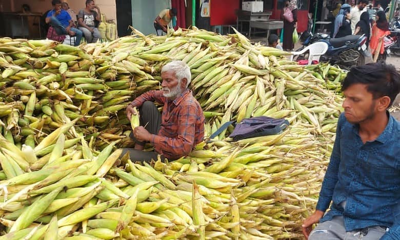 Maize, Hyderabad's favourite bhutta, arrives from Karnataka, Maha