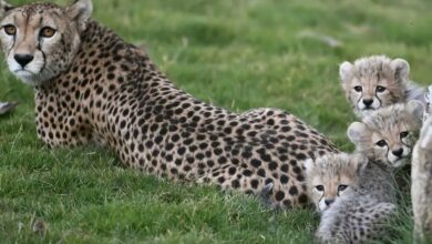 Saudi Arabia celebrates cheetah conservation milestone