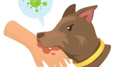 GHMC formulates various steps that would be taken to prevent street dog-bite incidents in the city and its peripheral areas.