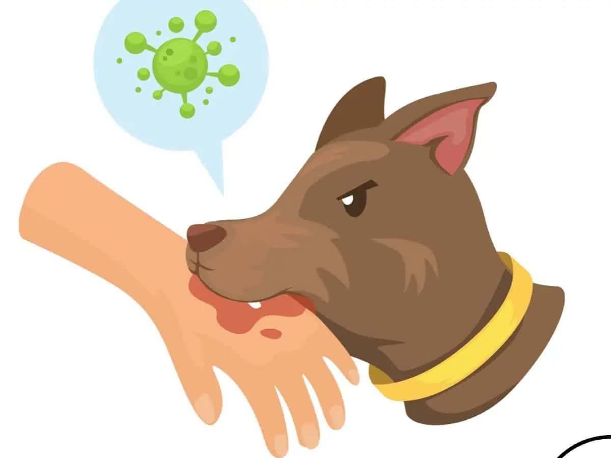 GHMC formulates various steps that would be taken to prevent street dog-bite incidents in the city and its peripheral areas.
