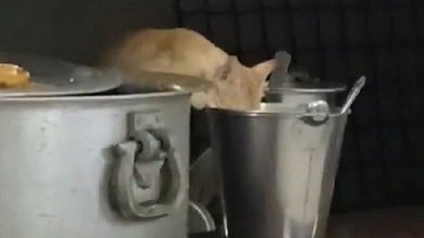 Video of cat eating out of vessels at JNTUH campus in Kukatpally Hyderabad stirs row