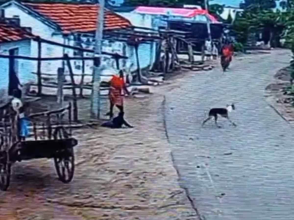 hree children were bitten by a dog while sitting outside their house in Rajanna Sircilla district