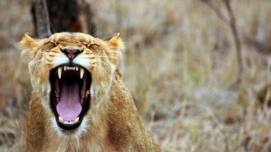Lioness attacks keeper at Nehru zoo park in Hyderabad
