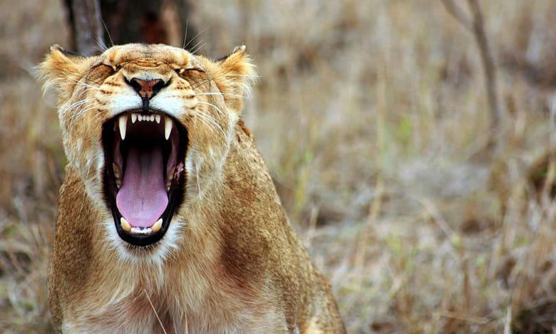 Lioness attacks keeper at Nehru zoo park in Hyderabad
