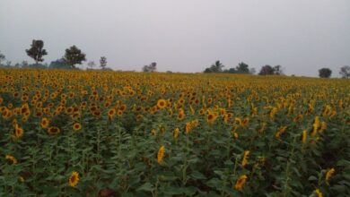 In a major push to the agriculture and its allied sectors, State government proposes to allocate the Rs 72,659 crore in this year's budget.