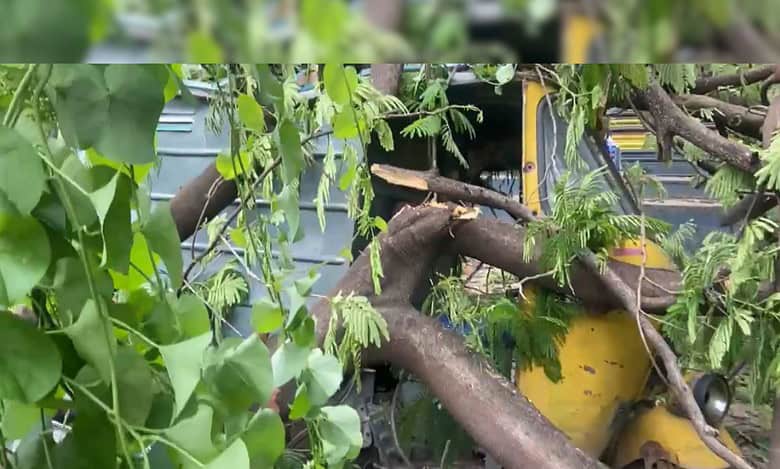 Hyderabad: 1 dead as tree falls on main road in Shamsheergunj