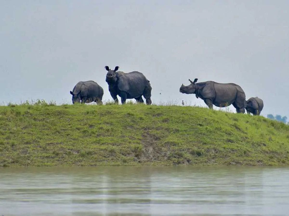 Assam flood: Over 43 pc of forest camps in Kaziranga submerged