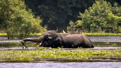 114 wild animals dead in flood-hit Kaziranga National Park, 95 rescued