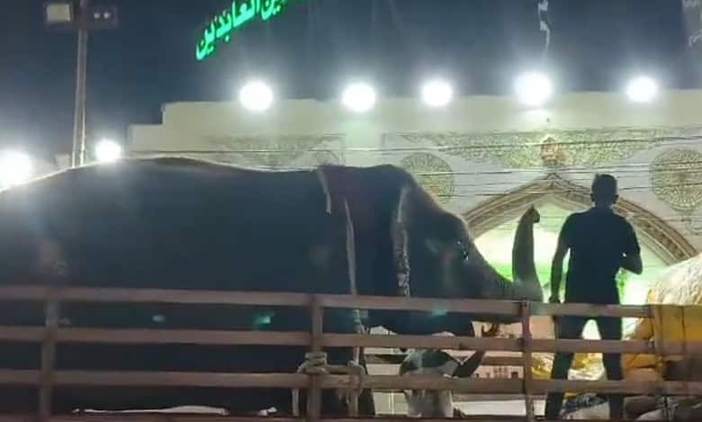 Ahead of Bibi ka Alam procession, elephant Roopvathi arrives in Hyderabad