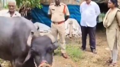Pilli Sitaramaiah, a dairy farmer lodges a complaint with the police alleging that his buffalo was tied with ropes, tortured and gang raped by unidentified persons.