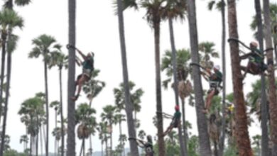 coconut tree