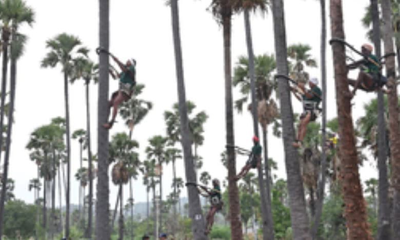 coconut tree