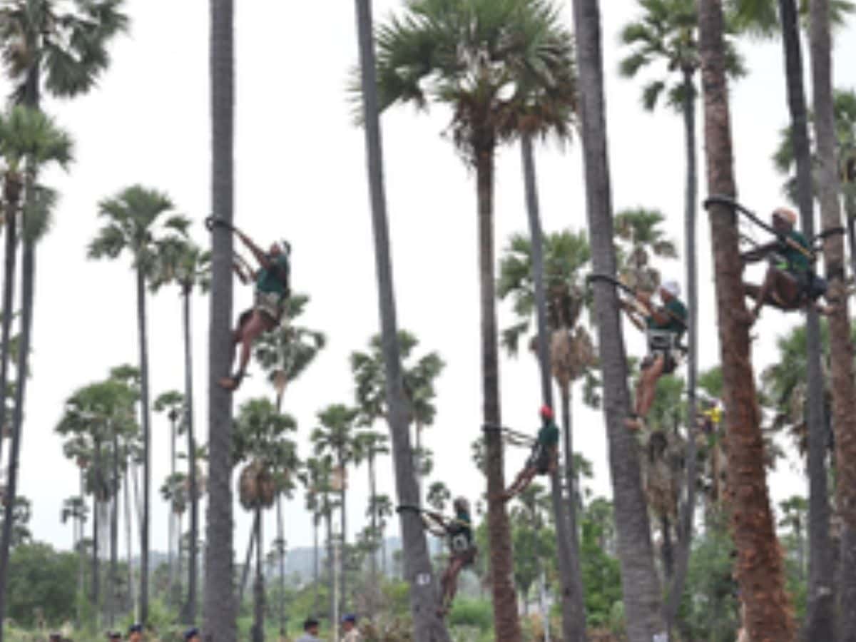 coconut tree