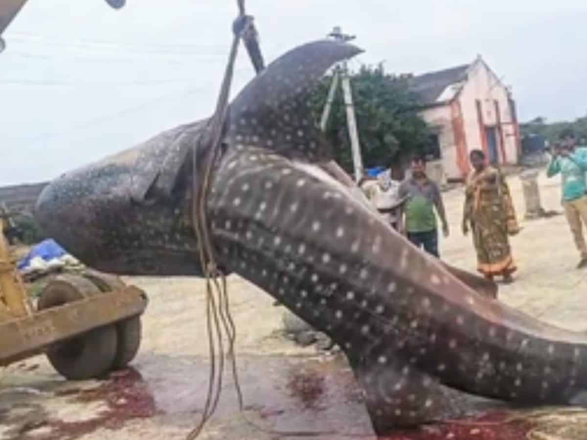 giant fish