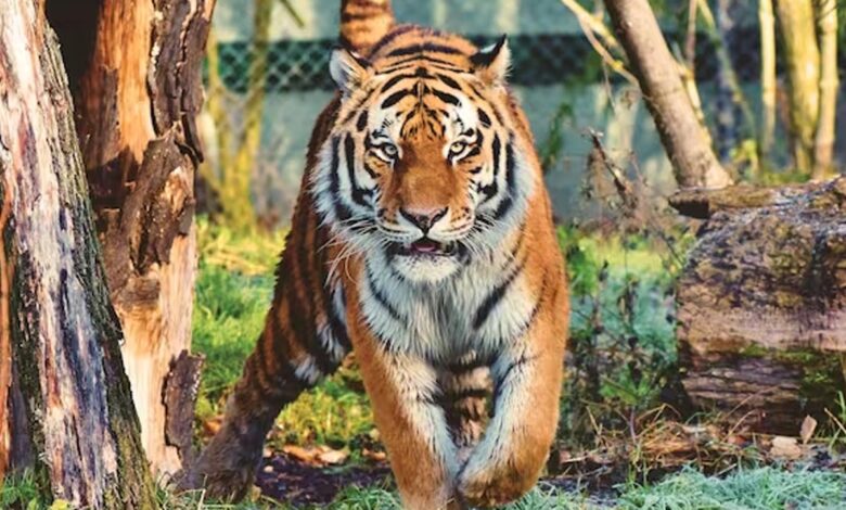 A tiger and leopard on the prowl in Lakshettipet forest worry villagers