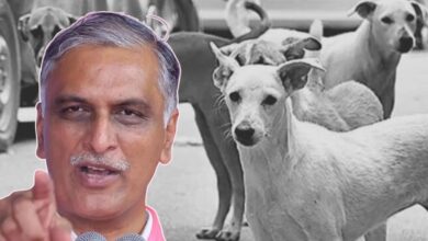 Harish Rao claims that there were 343 caszes of dog bites in the last 8 months.