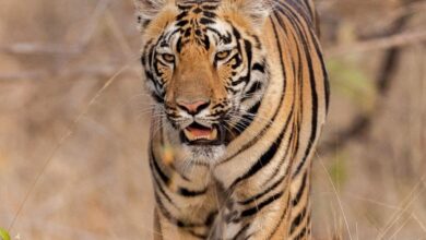 A tiger named S-12 is on the prowl close to human habitations in the forest area around Kagaznagar forest division in Kumuram Bheem Asifabad district, giving sleepless nights to the people living in those areas.