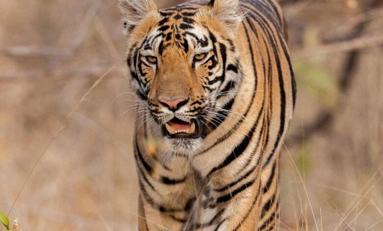 A tiger named S-12 is on the prowl close to human habitations in the forest area around Kagaznagar forest division in Kumuram Bheem Asifabad district, giving sleepless nights to the people living in those areas.