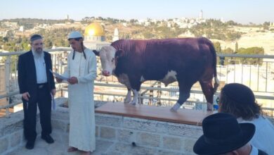 Red Heifer