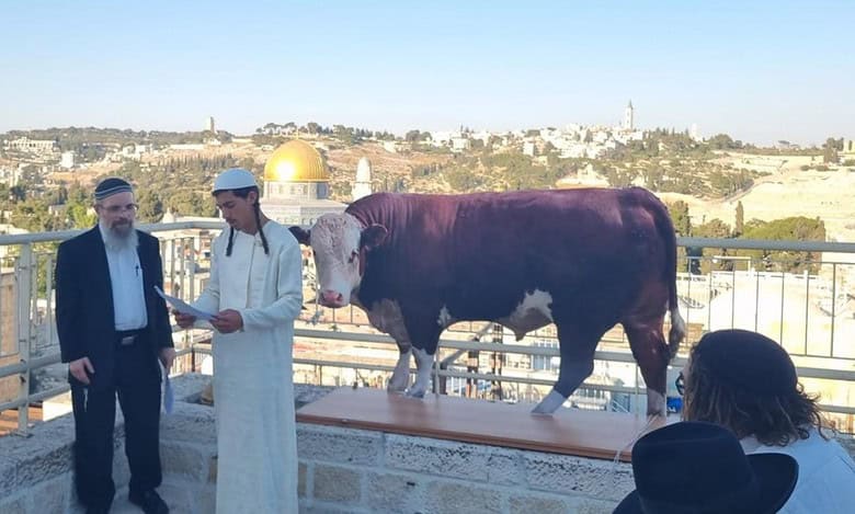 Red Heifer