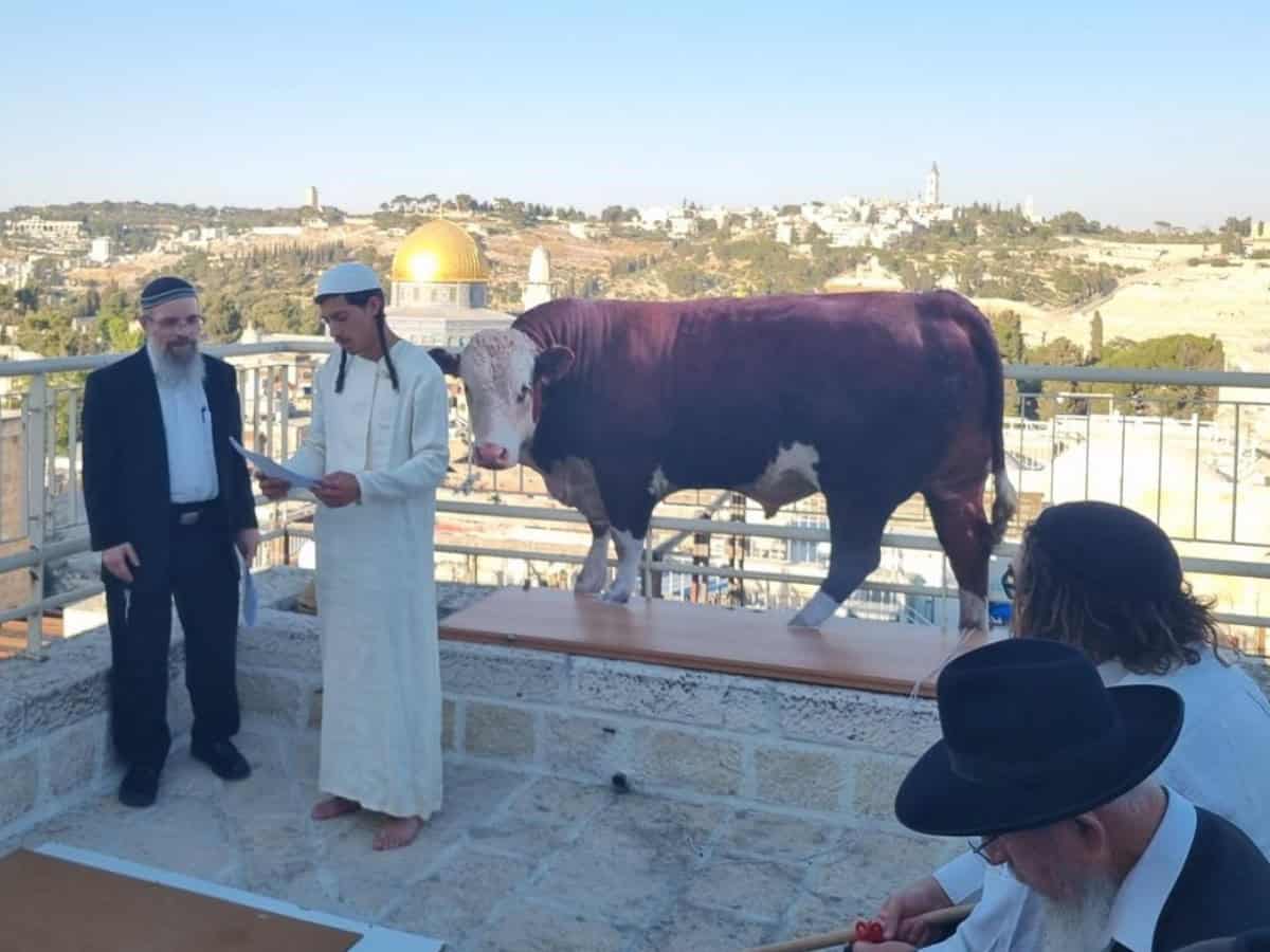 Red Heifer