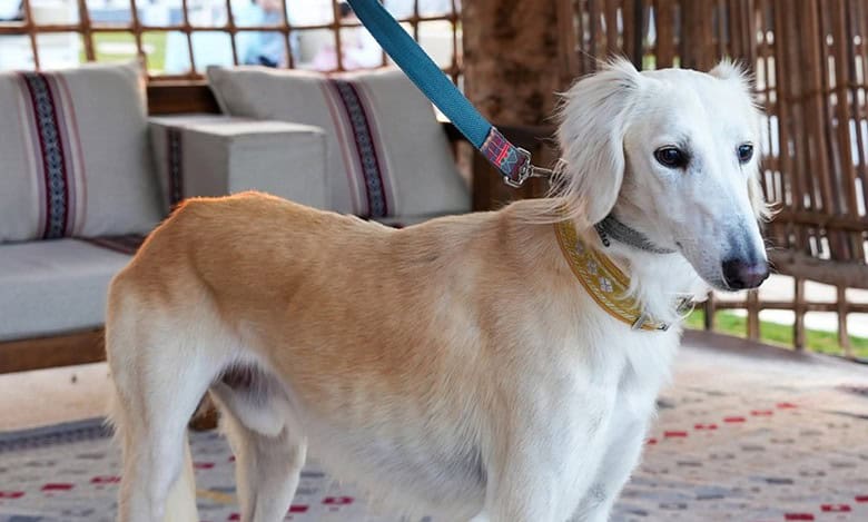 UAE: Abu Dhabi to host Arabian Saluki beauty contest