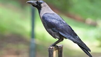 Telangana: Rajanna Sircilla people claim crows 'attacking' men