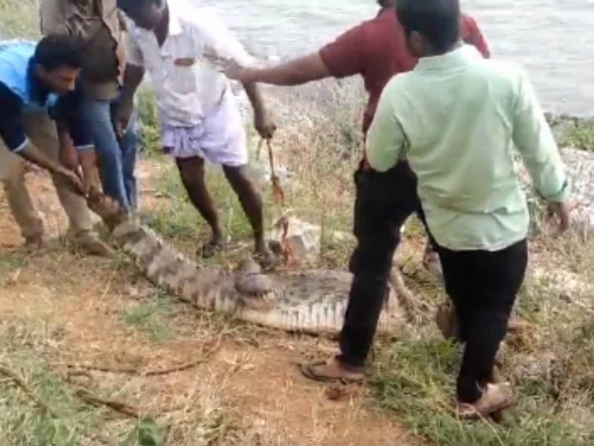 Forest officials rescue crocodile from a cotton field and release it into Krishna River in Maldakal mandal headquarters of Jogulamba Gadwal district on Friday.