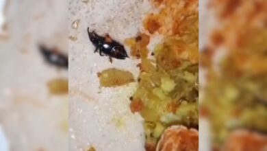 Insect found in dosa found in Veg hotel in Hyderabad