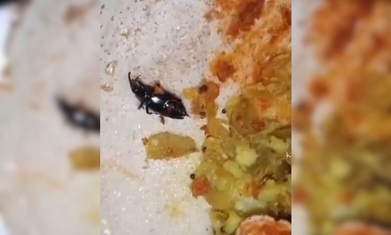 Insect found in dosa found in Veg hotel in Hyderabad