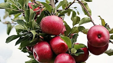 Himachal apples now available in Hyderabad markets