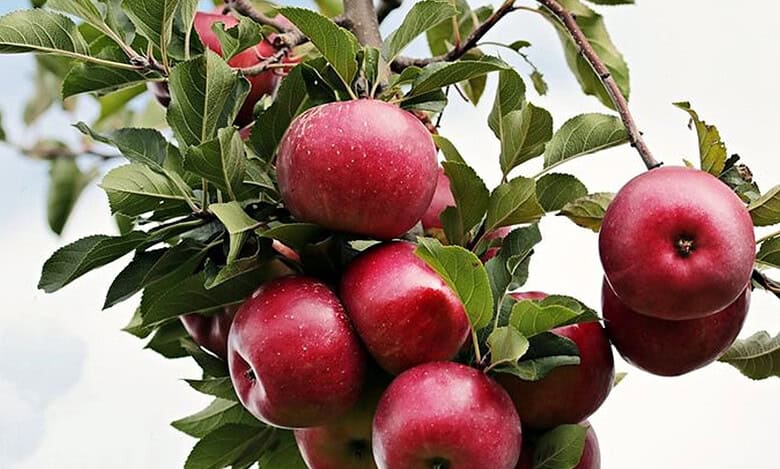 Himachal apples now available in Hyderabad markets