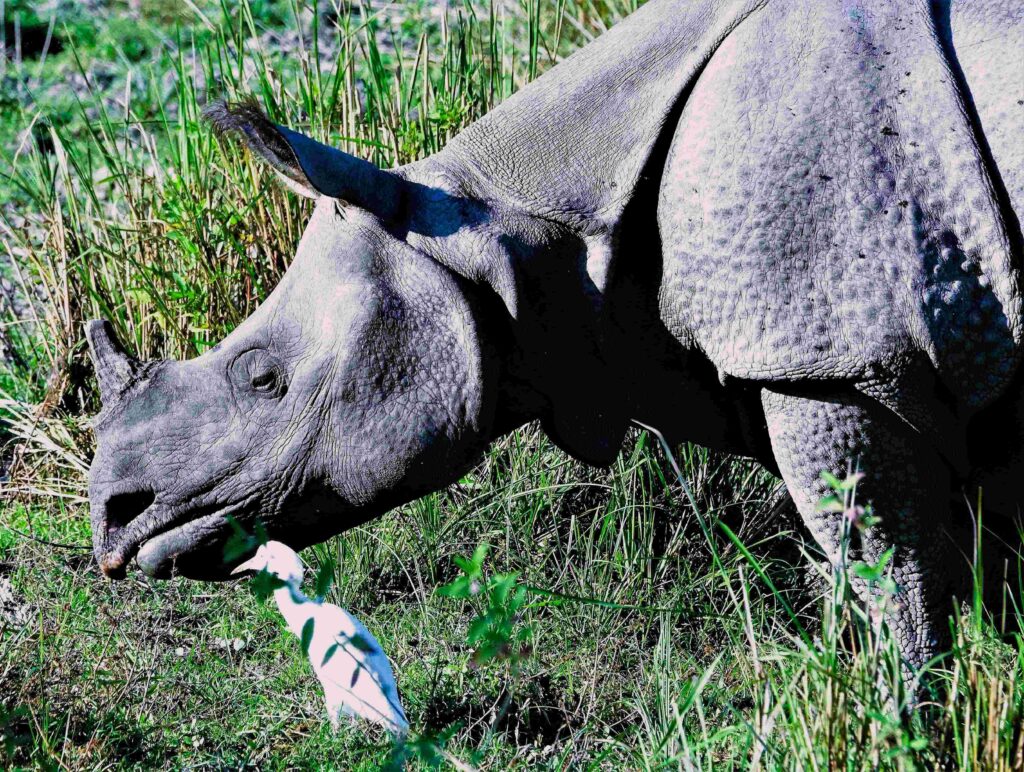 Indian Rhino is a large herbivore mammal, weighing 2000-3000 kg