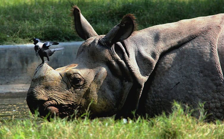 Rhinos Habitat consists of mix of grasslands and marshlands in the wild and similar situations are created in a zoo