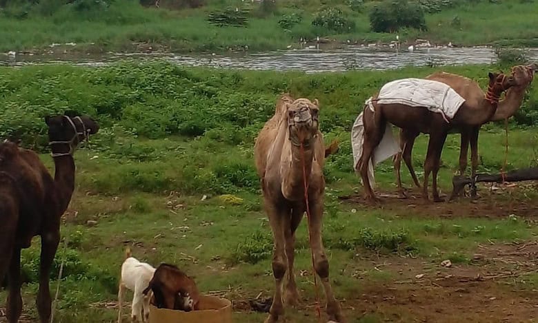 The camel herders of Moosarambagh apprehensive about the possibility of being evicted from the banks of the Musi River to facilitate the rejuvenation and beautification of the Musi River.