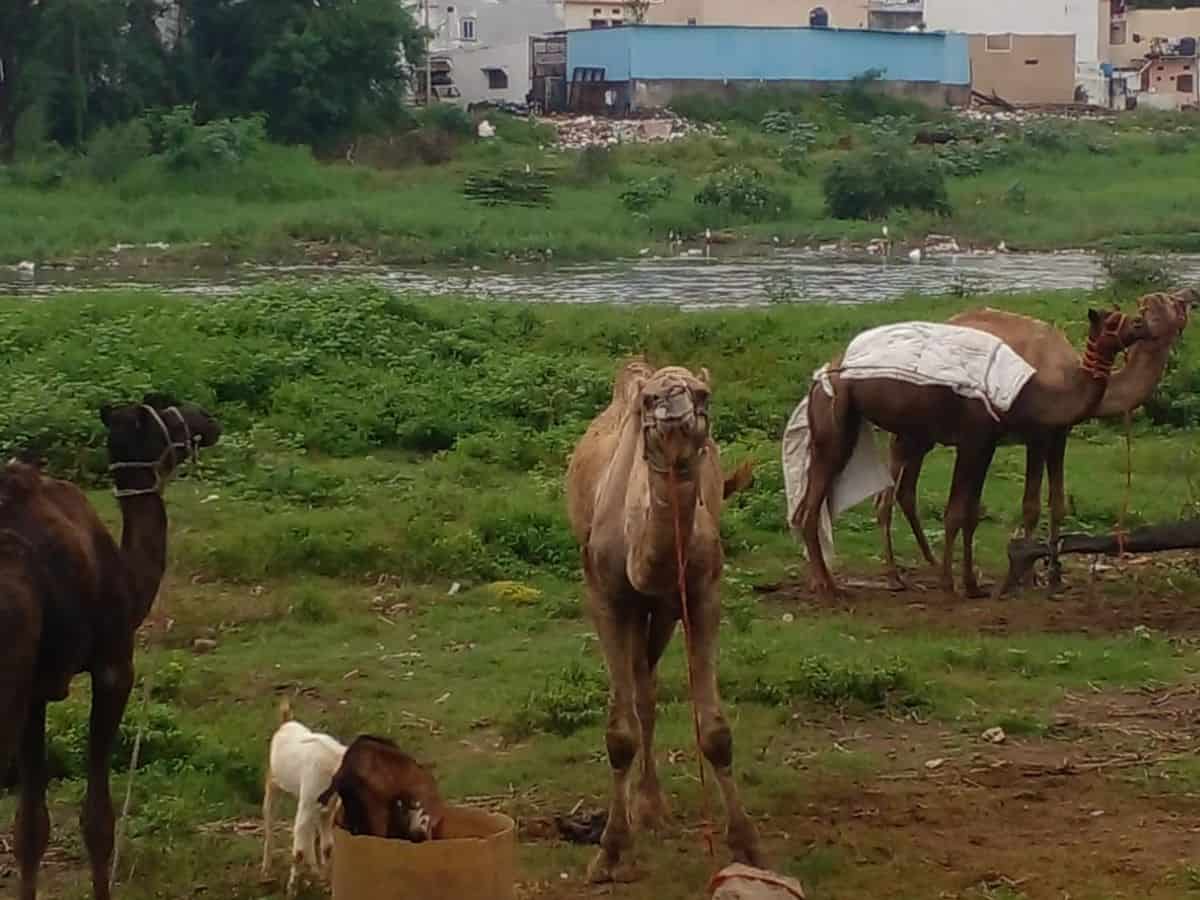 The camel herders of Moosarambagh apprehensive about the possibility of being evicted from the banks of the Musi River to facilitate the rejuvenation and beautification of the Musi River.