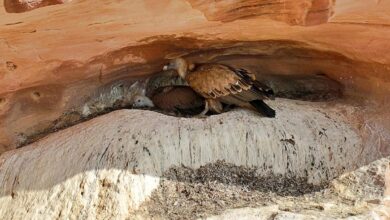 Saudi Arabia discovers rare breeding colonies of endangered Griffon vultures