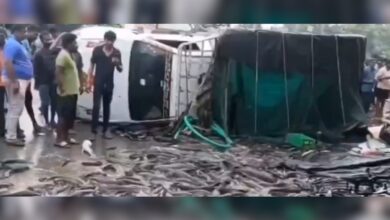 Live fish scattered on the road after carriage van overturned in Telangana