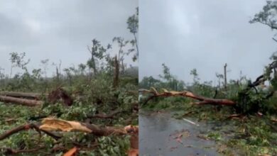 Scientists believe that a 'localised phenomenon' could have caused the uprooting of trees in Mulugu forest.