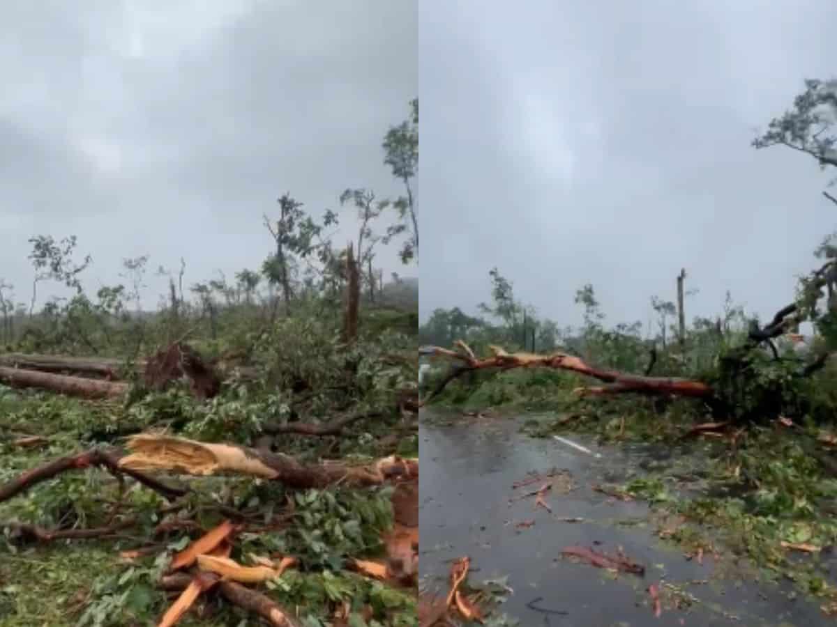Scientists believe that a 'localised phenomenon' could have caused the uprooting of trees in Mulugu forest.