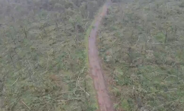 Telangana: Strong winds uproot over 50,000 trees in Mulugu forest