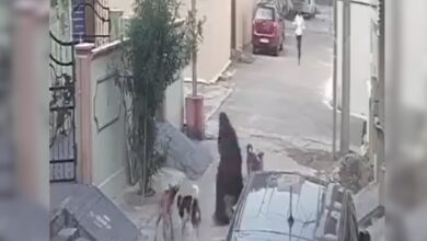 Stray dog attacks woman, child in Karimnagar