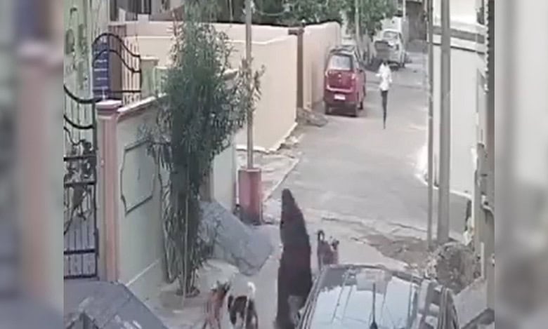 Stray dog attacks woman, child in Karimnagar