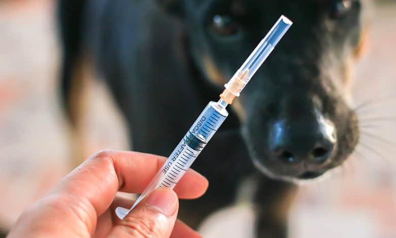 Mandatory anti-rabies vaccinations for dogs in Telangana: VP Gautam