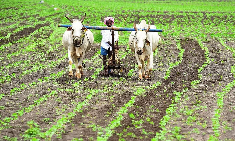 Cong MP urges Maharashtra govt to provide succour to rain-hit farmers